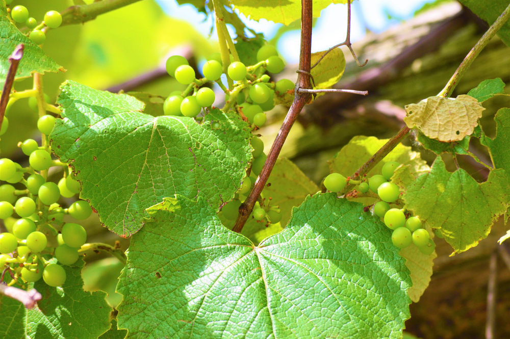 A close up of a grapevine in a vineyward with white grapes hanging from the vine. 