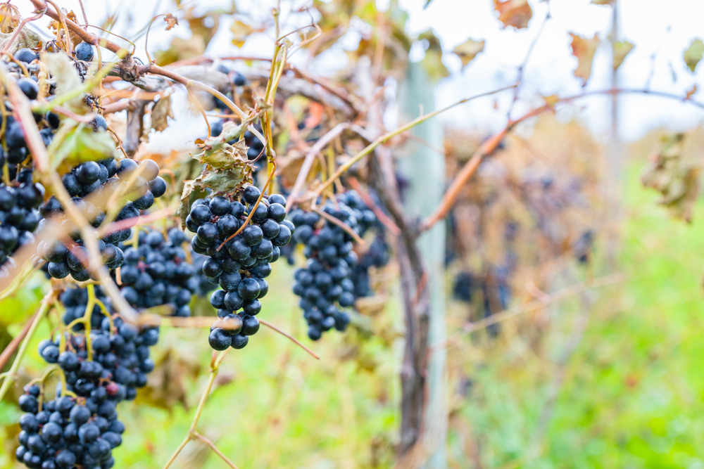 Grapes on vines at a vineyard with a beautiful bokeh background in Michigan.