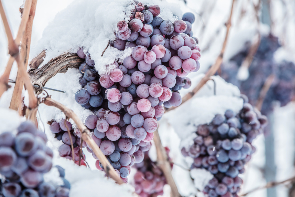 Ice wine. Wine red grapes for ice wine in winter condition and snow.