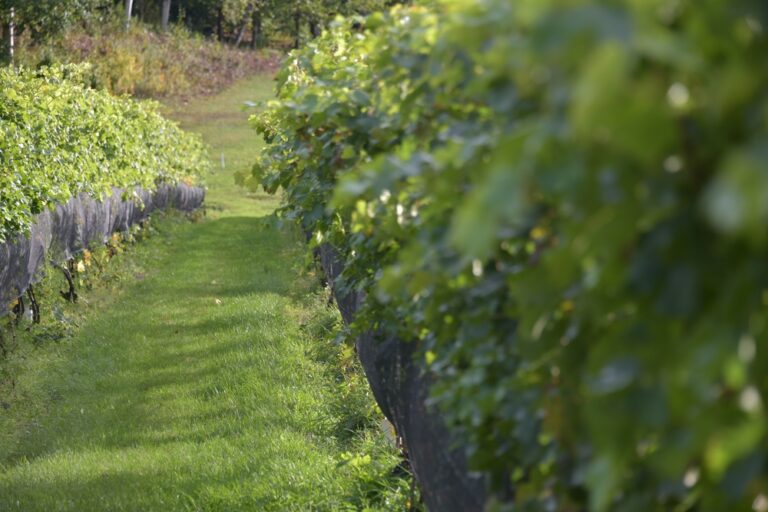 15 Beautiful Vineyards And Wineries In Michigan Midwest Explored