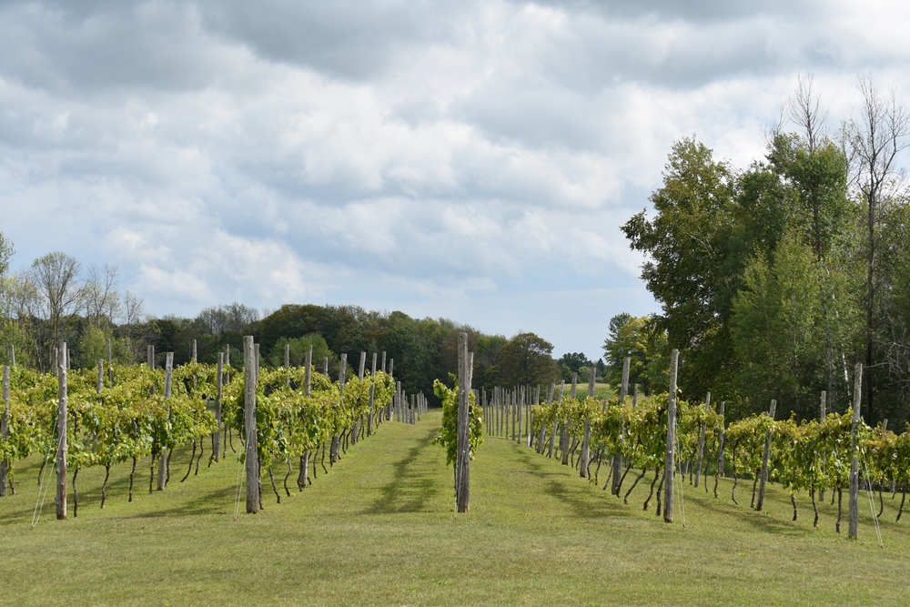 A beautiful landscape of a vineyard under a cloudy sky in Michigan, USA