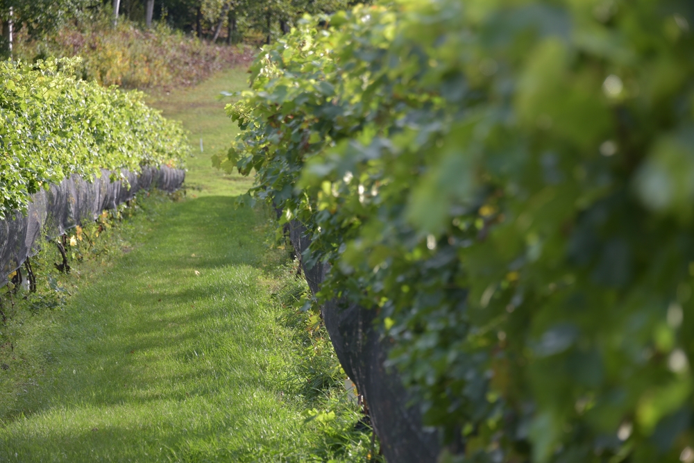 vineyard in Michigan Traverse City with rows of vines 