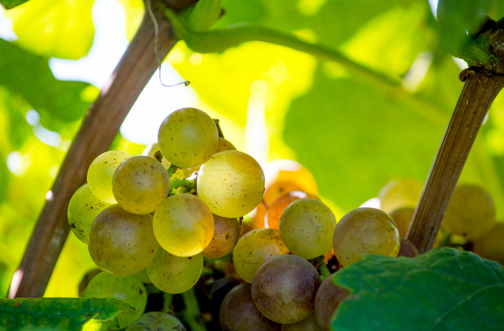 White grapes in a southwest Michigan USA vineyard, grown to make delicious local wine