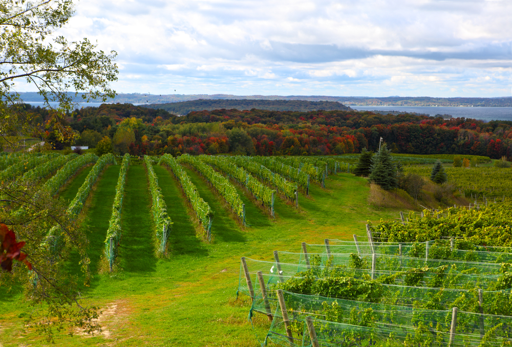 Vineyard field in Old Mission Peninsula Michigan in the Autumn. We see the vines and autumn foilage in the background. The article is about wineries in Michigan