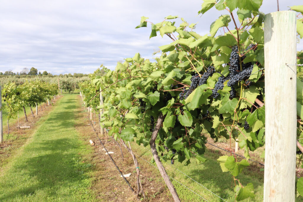 Rows of vines with red grapes on in a vineyard in Wisconsin