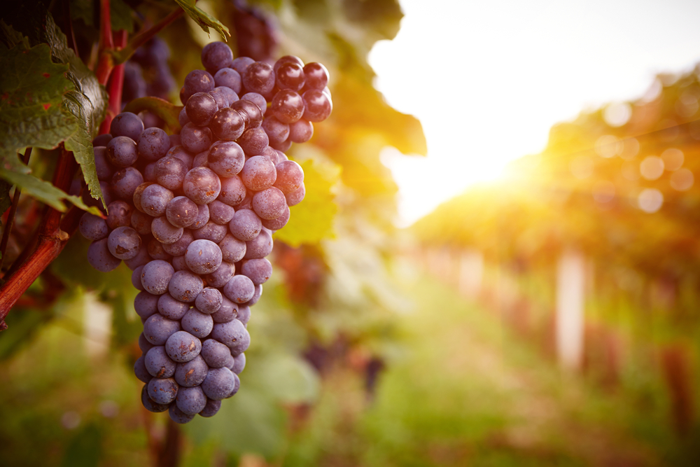 Vineyards at sunset in autumn harvest. Ripe grapes in fall