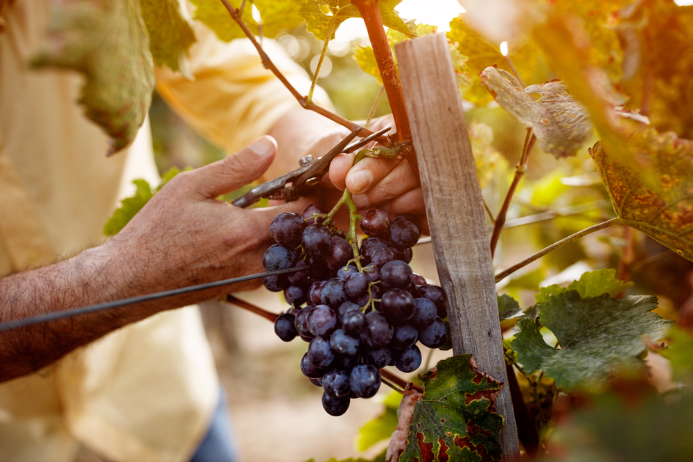 Person cutting a bunch of red grapes from the vine. 