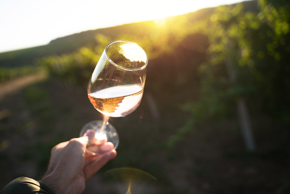 Person holding a glass of white wine up to the sun with vineywards in the background. In an article about wineries in Wisconsin. 