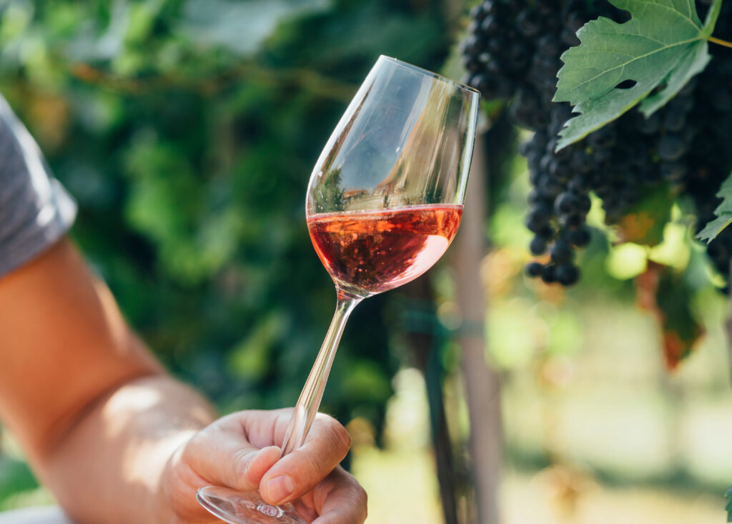 Rose wine in a glass in a vineyard with grapes in the background.   