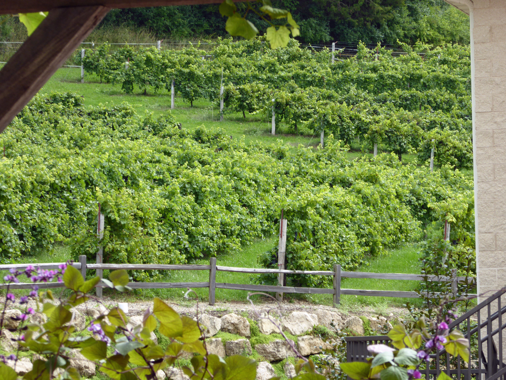 Grapevines in a Wisconsin vineyard in an article about wineries in Wisconsin