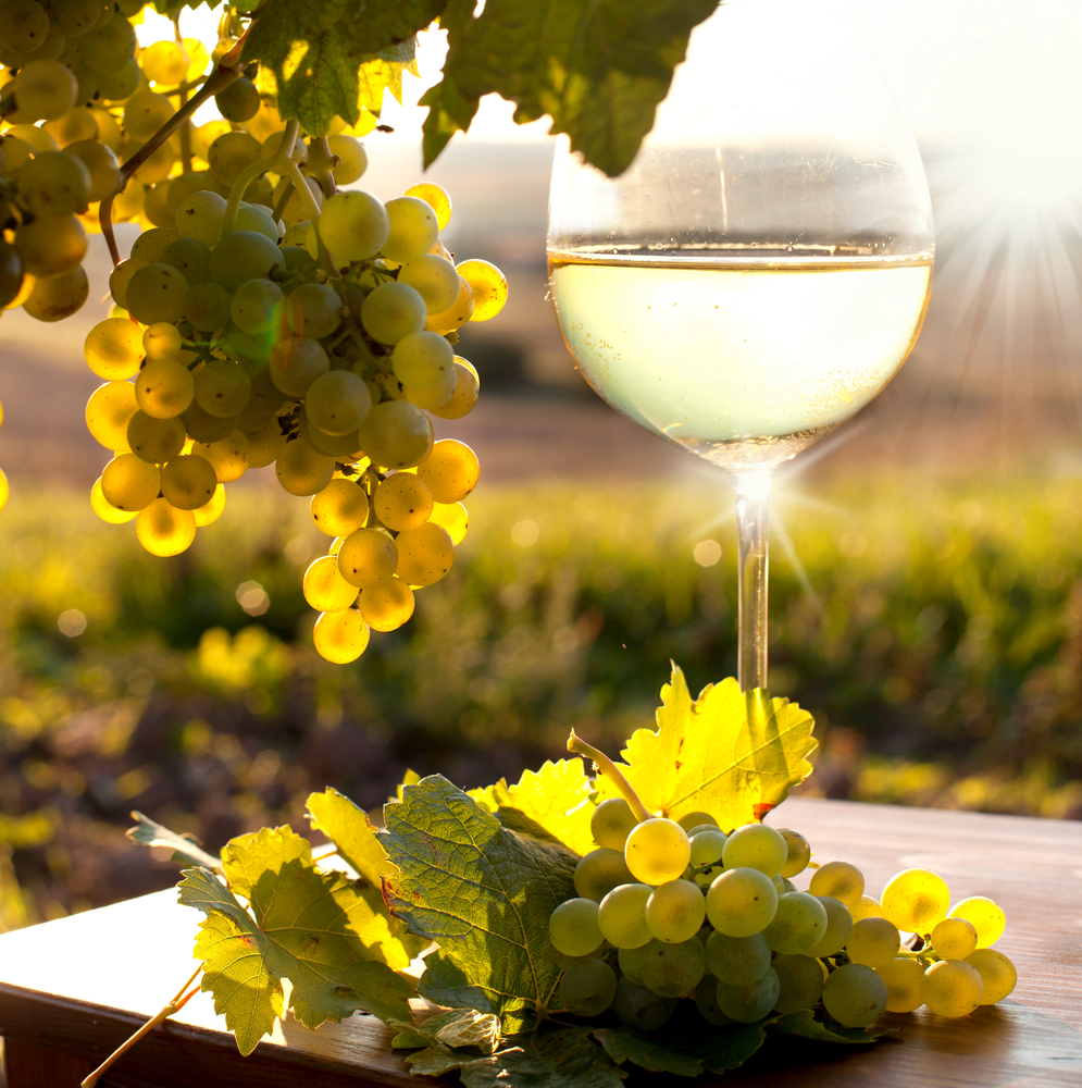 a glass of white wine with fresh grapes on a vineyard, sundown on vineyard in autumn. In an article about wineries in Wisconsin. 