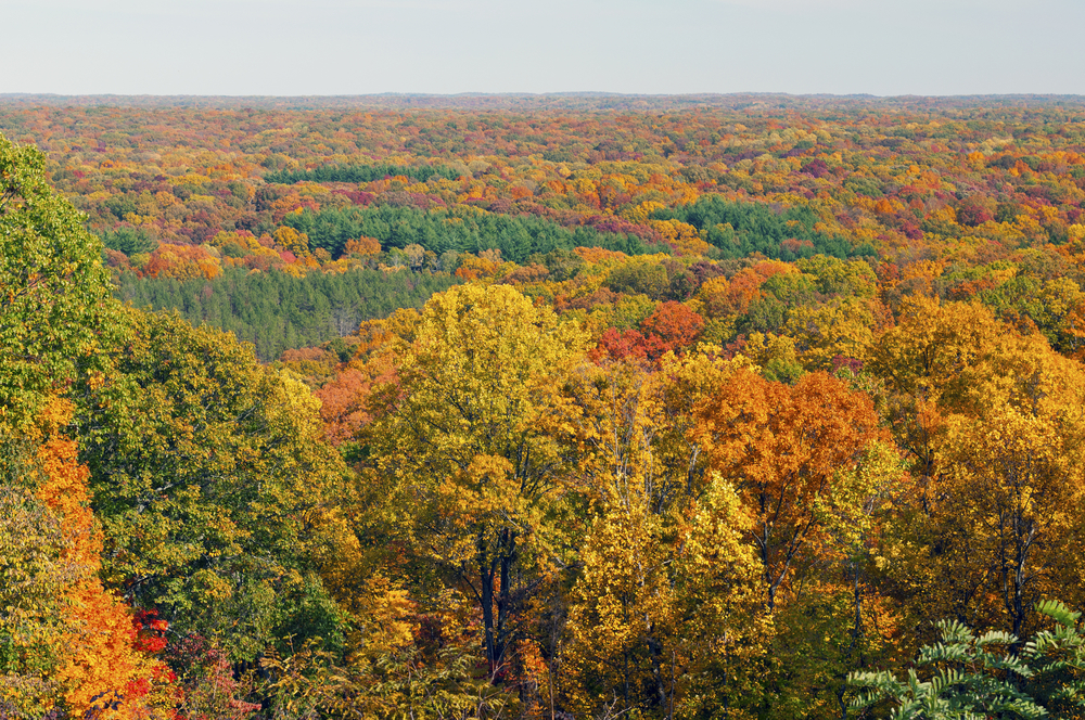 Fall Panorama with autumn colored foilage as far as the eye can see.  