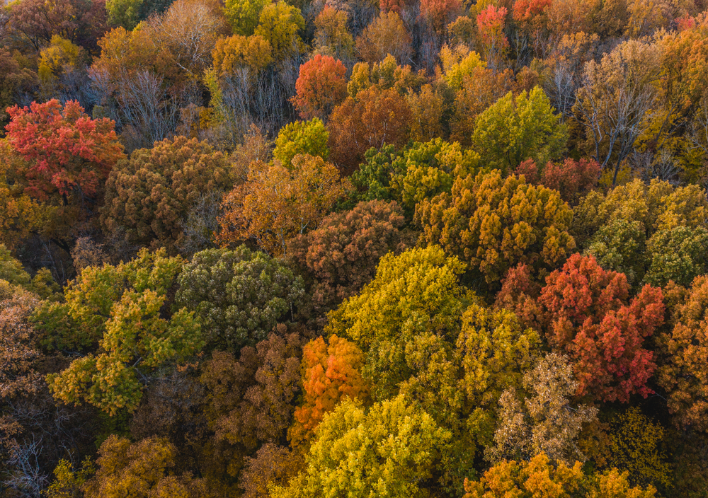 Autumn Tree Canopy at the edge of West Park, Carmel, Indiana in the fall in indiana