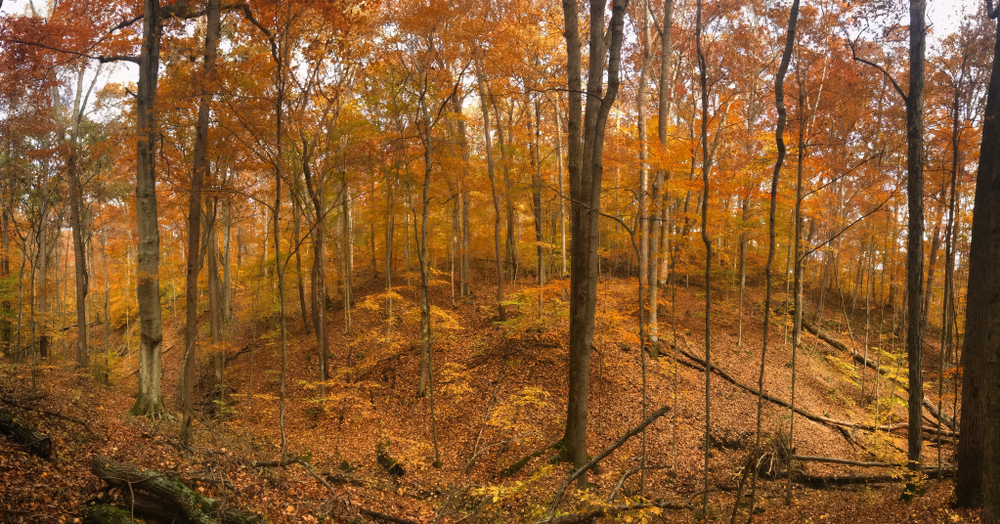 Panoramic scene, Yellowwood State Forest. the trees are all golden and their if foilage in the floor.  