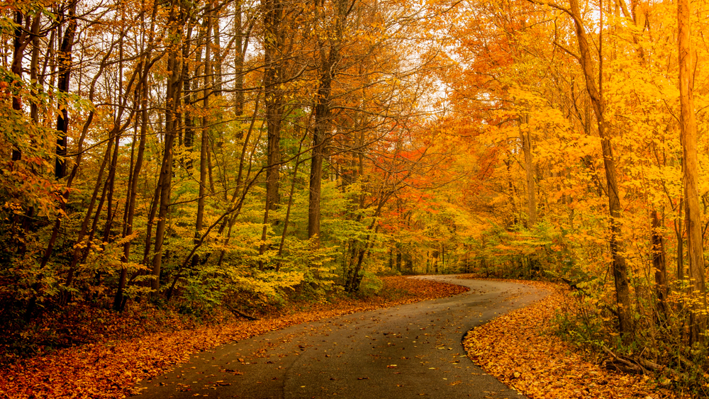 Sunlight through autumn foliage on trees highlighting gold, green, yellow and orange colors over winding country road. In an article about fall in indiana 