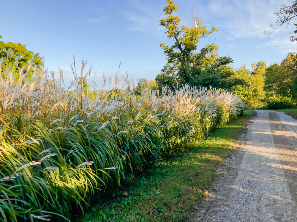 A gravel walkway with a large field on the side that has tall grass and lots of trees. 