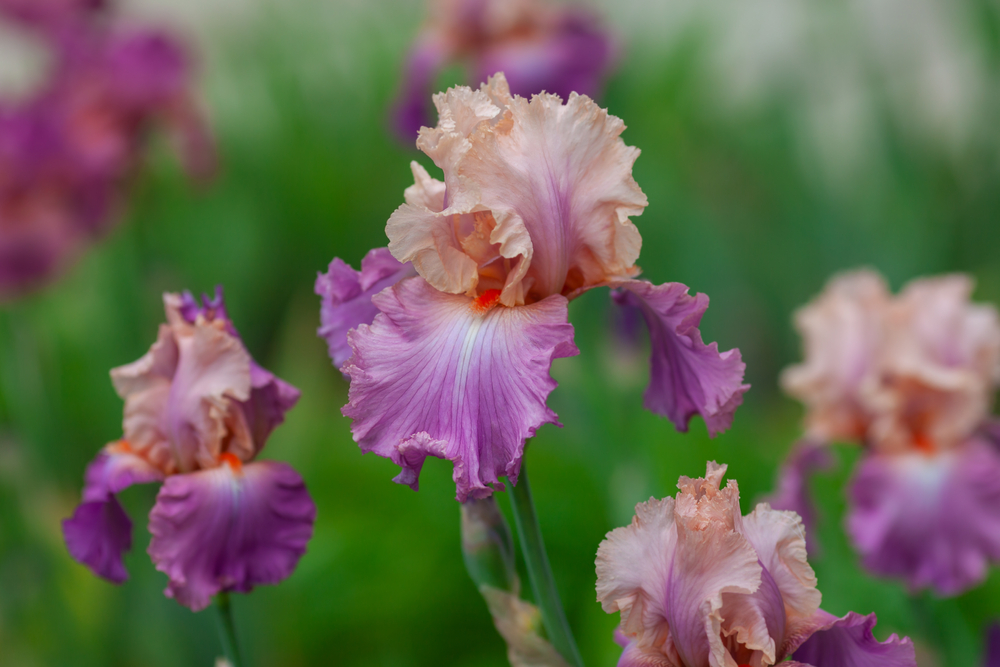 A close up of peach and purple Iris flowers in bloom. 