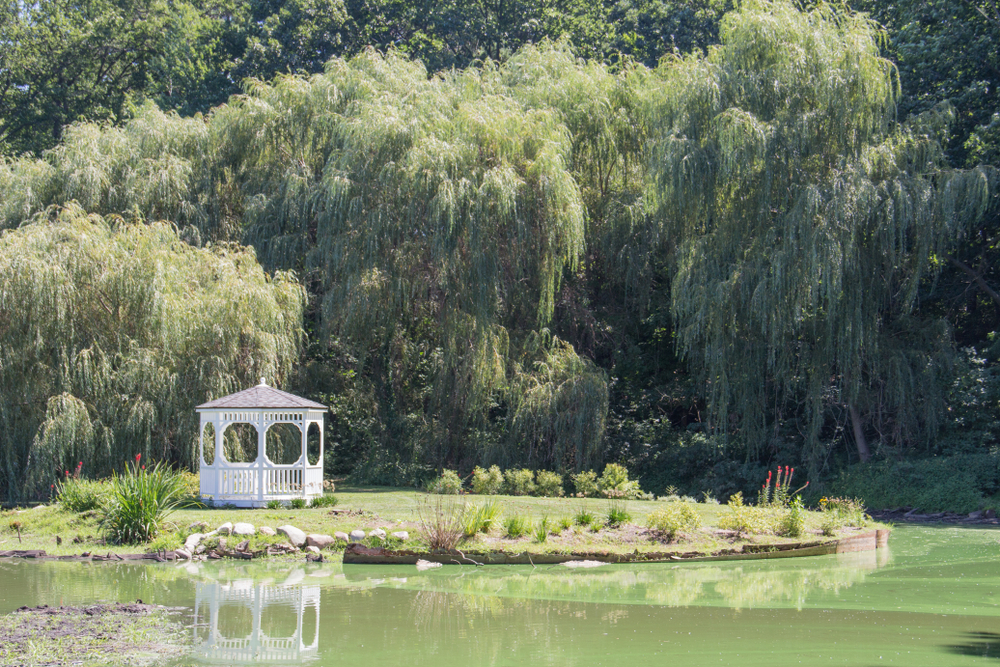 Gazebo on a small island in a pond surrounded by willow trees taken at Friendship Botanic Gardens in Michigan City, Indiana. 