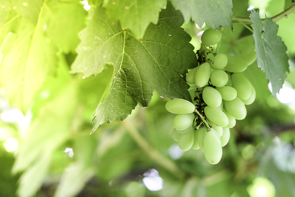 Grapes growing on a vine. It's a close up shot of green grapes.  