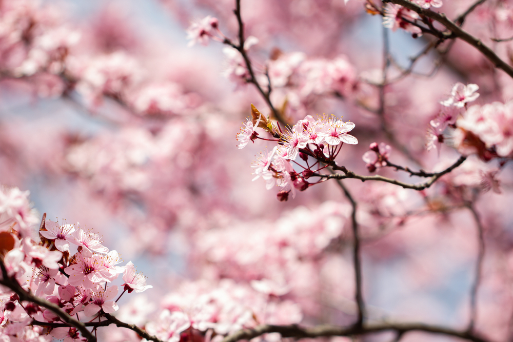 Pretty, pink cherry blossoms on a tree.