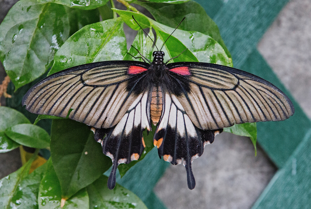 A pretty black, white, and red butterfly with its wings spread on a leaf.