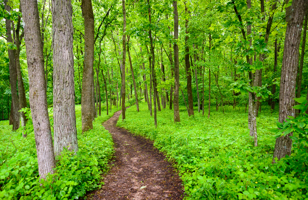 walking trail surrounded by green grass and tall trees 