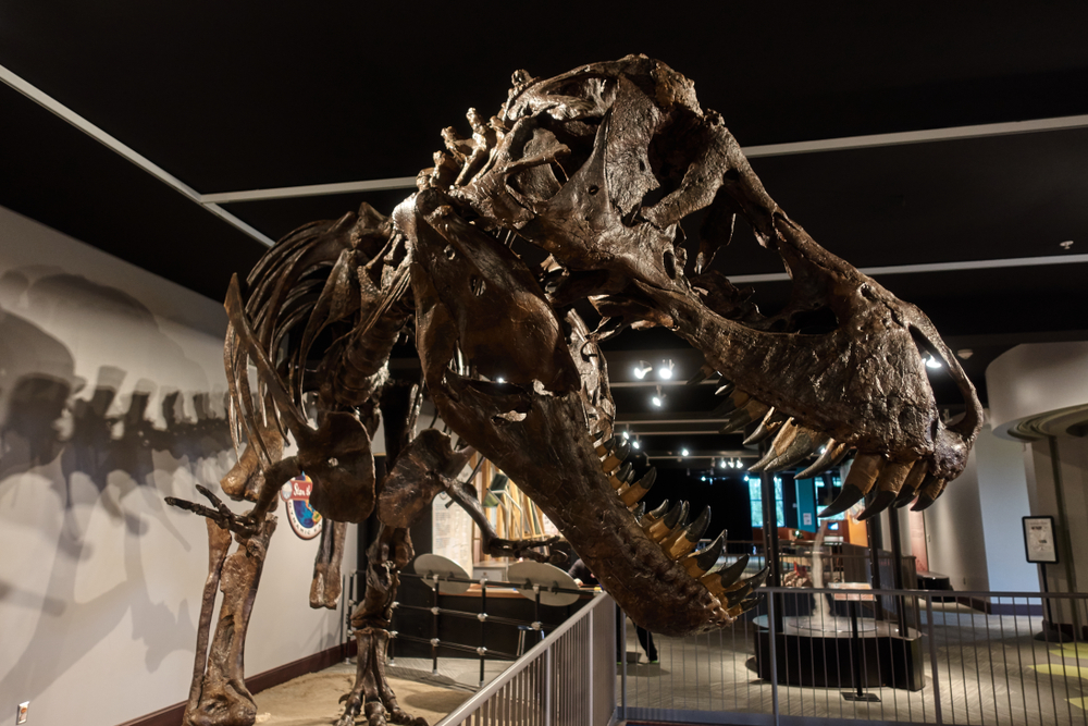 A t-Rex skeleton at the Washington Pavilion of Arts and Science, one of the best things to do in Sioux Falls.