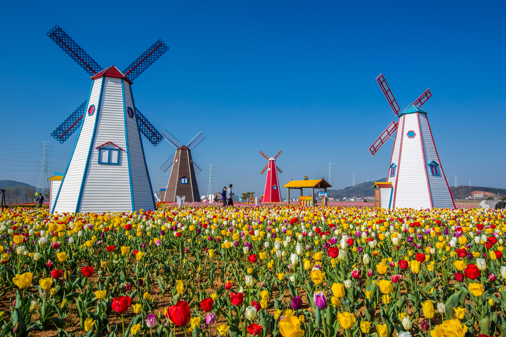 Colorful tulips in the park and wooden windmills on background in Holland