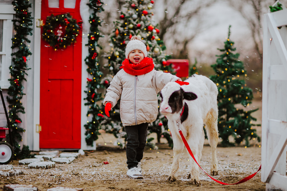 A kid next to a calf on a ranch that is decked out in Christmas decorations during the snow at Christmas in Branson