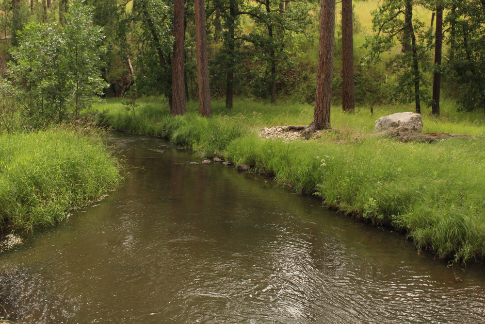 A small creek surrounded by tall grass and trees at a park in South Dakota. 