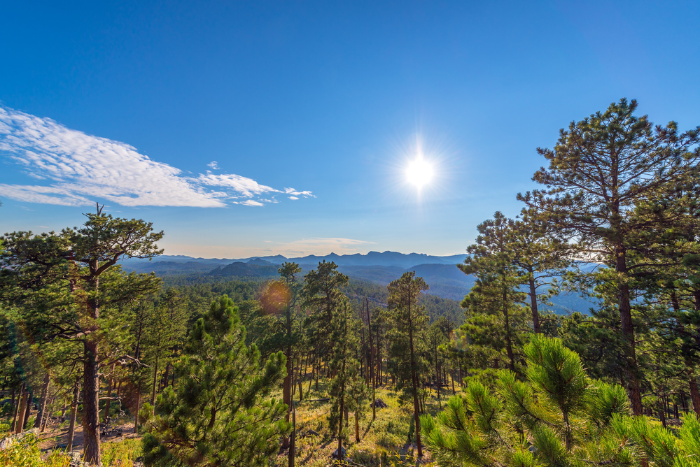The view of tall pine trees and mountains in the distance on a sunny day