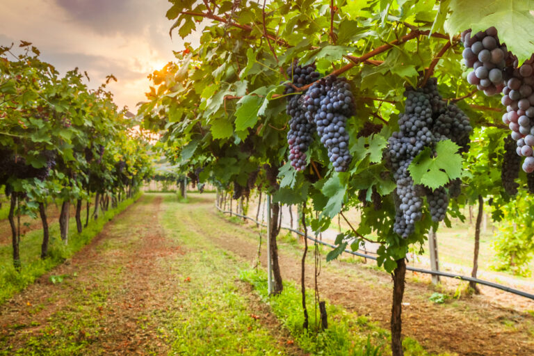 15 Beautiful Vineyards And Wineries In Missouri Midwest Explored