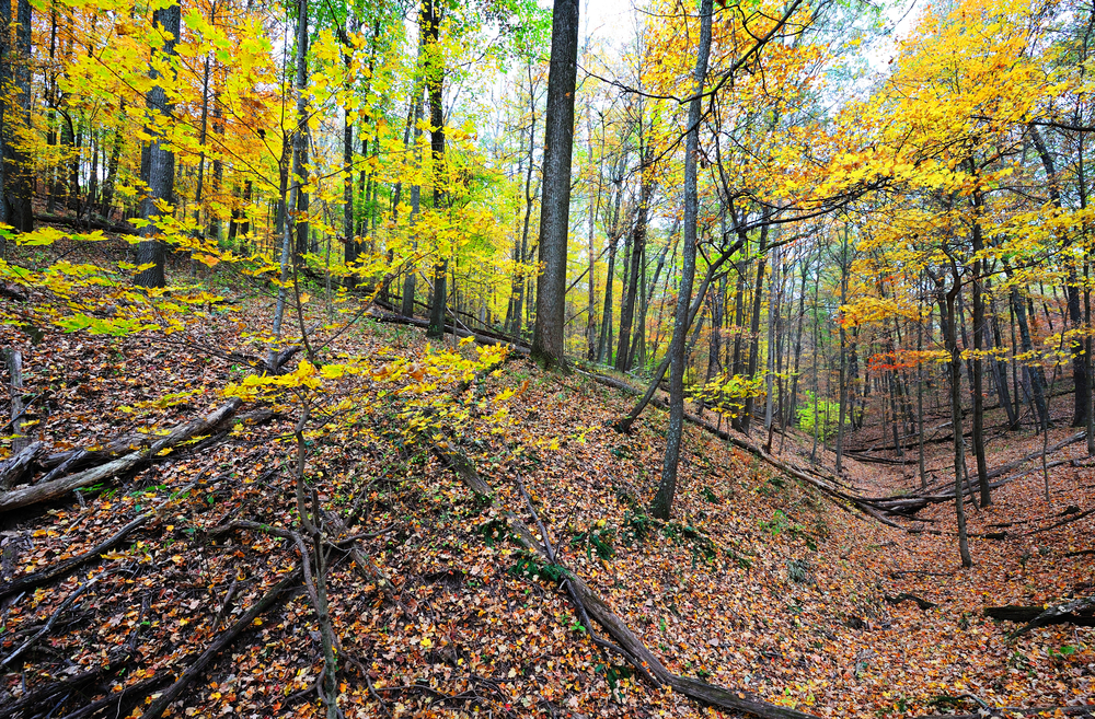A view of the dense forest at Hoosier National Forest on a fall day. The leaves on the trees are yellow, orange, red, and green and there are dead leaves on the ground. 
