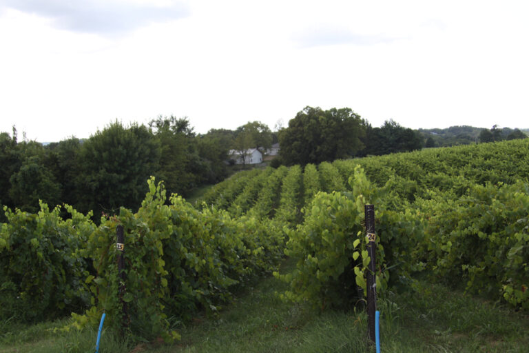 15 Beautiful Vineyards And Wineries In Missouri Midwest Explored