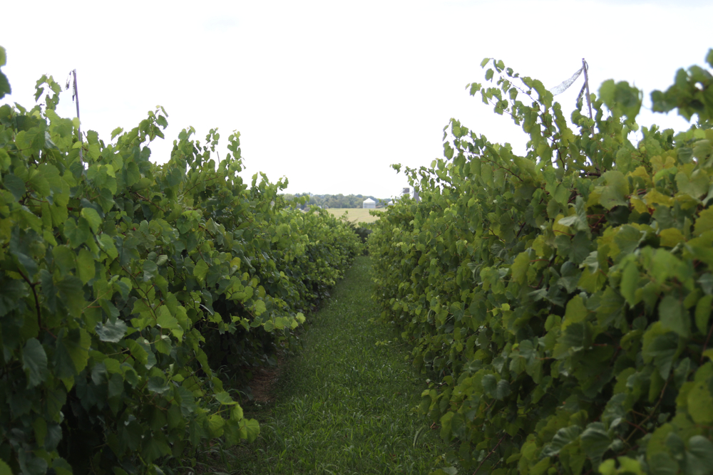 Looking down a row of lush grape vines in a vineyard on a cloudy day. Wineries in Missouri