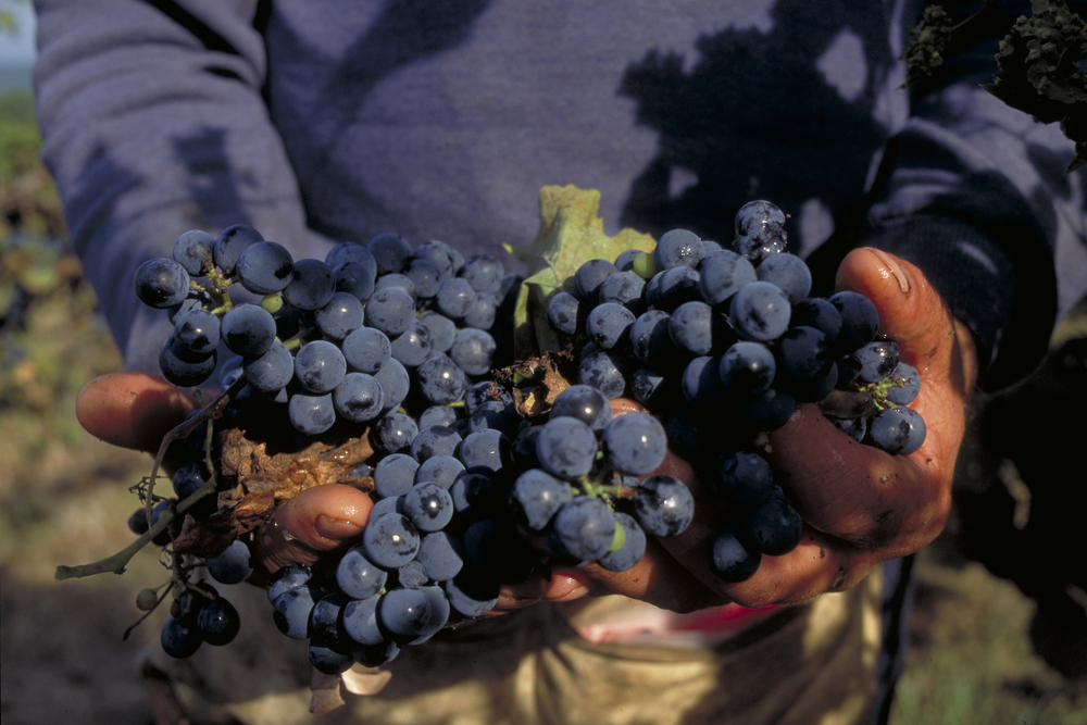 A close up of a person holding purple grapes that have just been picked from the vine, similar to ones at wineries in Missouri