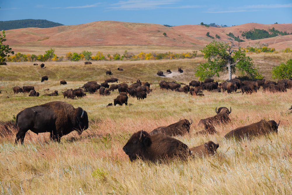 Bison on grasslands, Custer State Park, South Dakota, USA. There are hills in the background. 