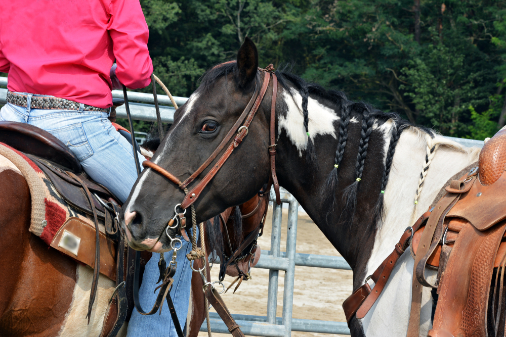 Two horses close up. There is a rider on one of the horses. 