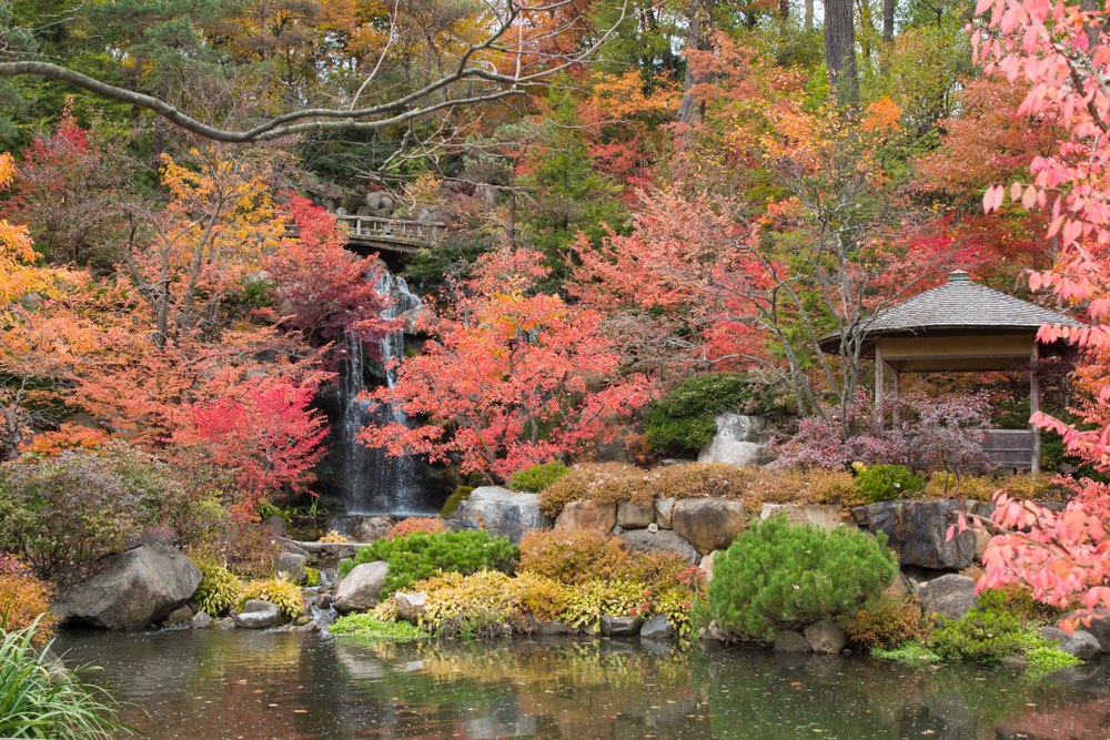 Colorful foliage, a gazebo, pond, and waterfall in Anderson Japanese Gardens.