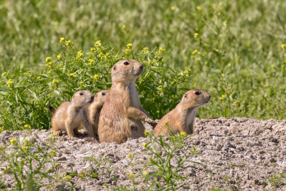 A prairie dog family in North Dakota.