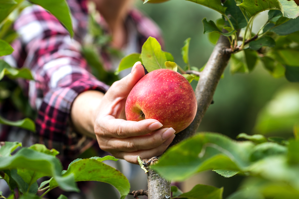 Hand picking an apple off a tree.