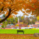 A bench under fall trees with the town of Galena in the distance during fall in Illinois.