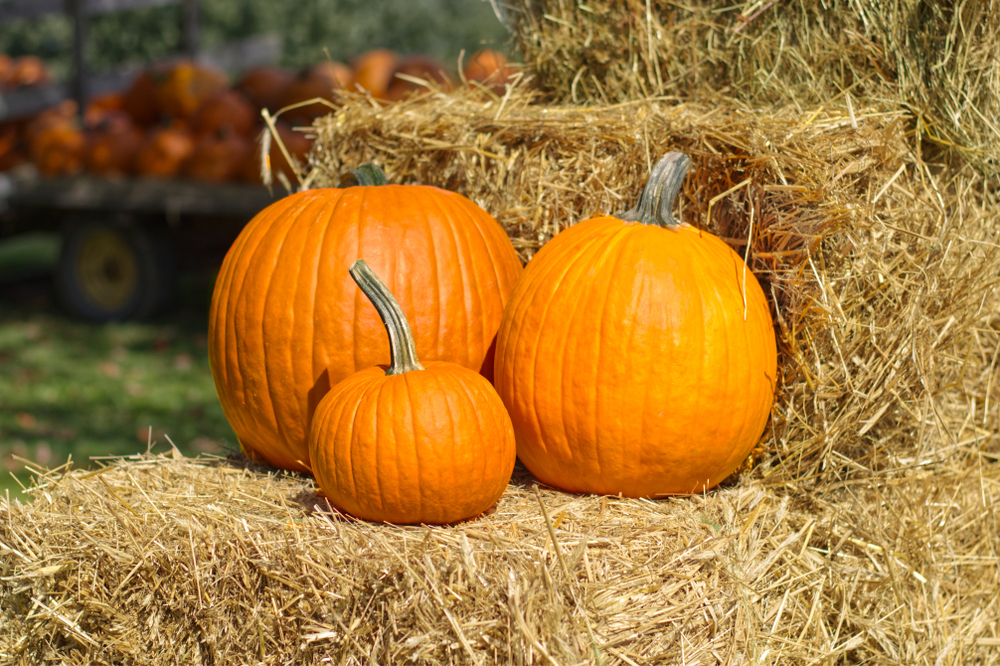 Three pumpkins on a pile of hay bales.