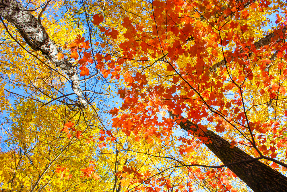 Looking up at bright fall leaves in Illinois.
