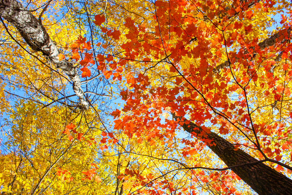 Brilliant yellow and red fall in Illinois leaves of tree with blue sky in background