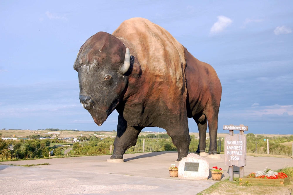 Dakota Thunder, the world's largest buffalo.