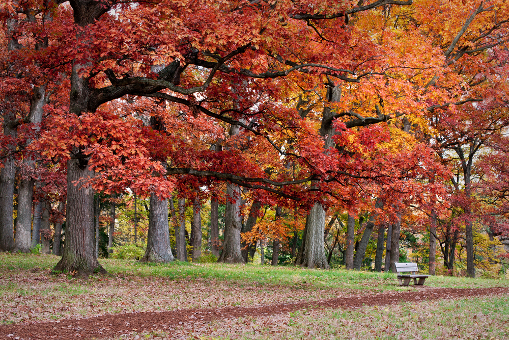 Red and orange trees over a walking path at Morton Arboretum.