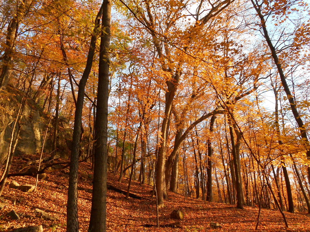 Forest with orange leaves on both the tress and the ground.