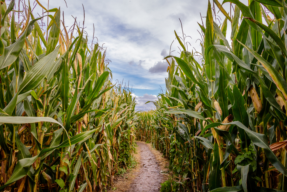 A path through a corn maze during fall in Illinois.