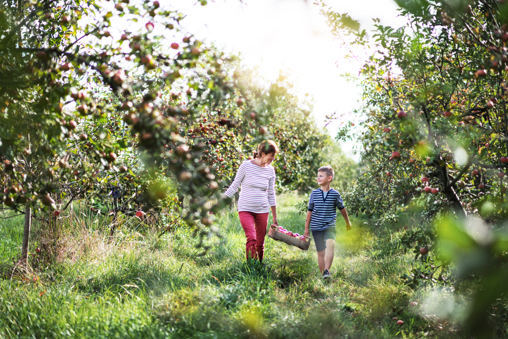 A woman and a young boy holding a box with apples in the middle of an apple orchard while going apple picking. Its a fun fall in Chicago activity. 